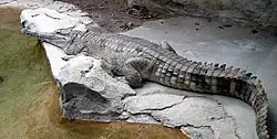 マレーガビアル