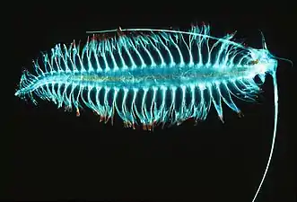 オヨギゴカイ(環形動物)