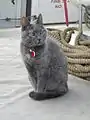 船乗り猫「ツールボックス」（2010年）