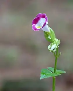 Torenia fournieri
