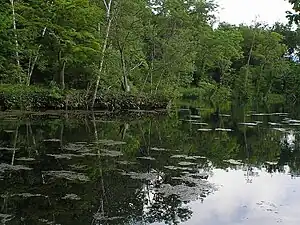 鳥沼公園の沼(2006年6月)