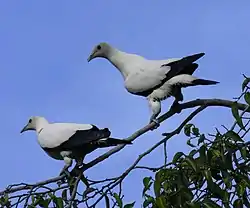 パプアソデグロバト