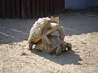 ケヅメリクガメ