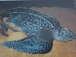 オサガメDermochelys coriacea（オサガメ科）