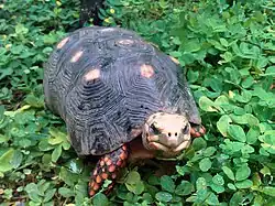 アカアシガメC. carbonaria