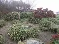 頂上