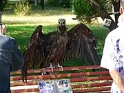 クロハゲワシ、2007年