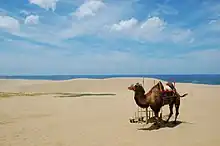 観光用のラクダ