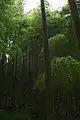 竹林