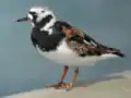 キョウジョシギA. interpres