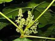 雌花序。