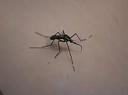 Culex pipiens