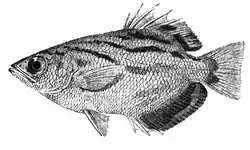 T. microlepis