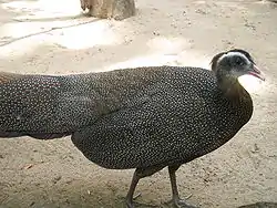 カンムリセイラン