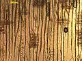 ベイマツ(マツ科)の茎の二次木部の縦断面. 多数の仮道管が見える. 縦にならんだ壁孔がいくつか見える.