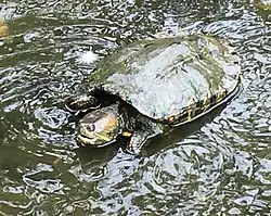アゴブチクジャクガメ