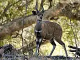 ブッシュバック Tragelaphus scriptus、カウンターシェーディングと自身の影が相殺して、ほぼ完全に風景に溶け込んで見える。白い斑点と模様も手伝って自身の存在をさらに強く撹乱している。