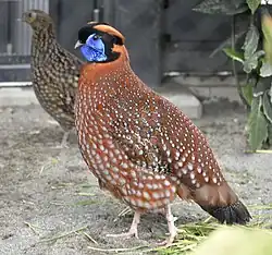 ベニジュケイ