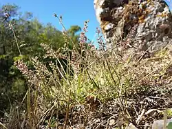 Setaria viridis