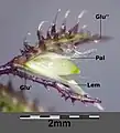 両性小穂の構造