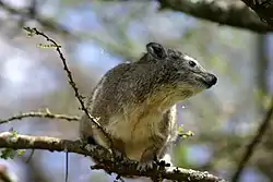 ミナミキノボリハイラックスD. arboreus