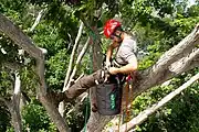 木登り（ツリークライミング）