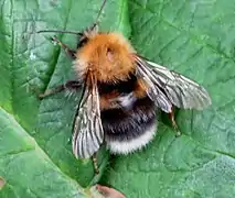 B. hypnorum