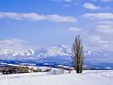 「ケンとメリーの木」と大雪山