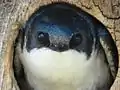 巣穴から顔を覗かせるミドリツバメ