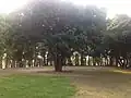 園内の樹木