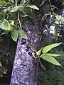 熟した果実