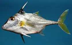 ギマ