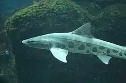 Side view of a leopard shark swimming in front of large algae-covered boulders