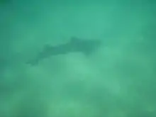 photo of a leopard shark swimming in sun-lit, murky water just above the bottom