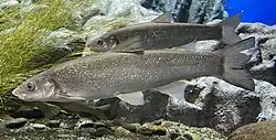 エゾウグイ