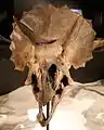 頭蓋骨