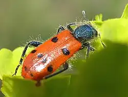 カッコウムシの一種