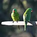 二匹の成鳥