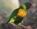 Marigold LorikeetT. haematodus capistratus group