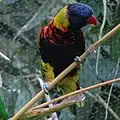 Rosenberg's LorikeetT. h. rosenbergiiナシュビル動物園(Nashville Zoo)