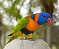 Red-collared Lorikeet T. haematodus rubritorquis