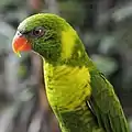Flores LorikeetT. haematodus weberi