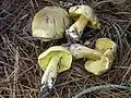 シモコシ(Tricholoma auratum、キシメジ科)