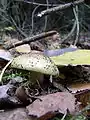 傘は黄色。粘性があり腐植を付着させる
