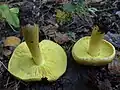 ひだは黄色で密