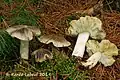 参考：シモフリシメジ（Tricholoma portentosum）