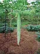 ヘビウリTrichosanthes cucumerina