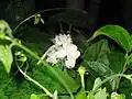 蕾と開花中の花