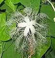 全開した雄花（以下、左端とは別個体）