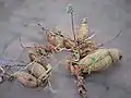 塊根（♀）から発芽した様子